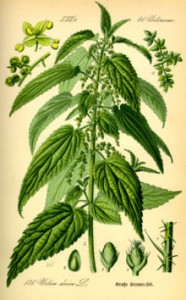 Herbal Health: The Stinging Nettle