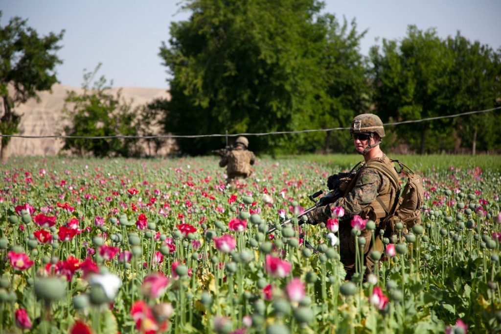 U.S. military guarding poppy fields
