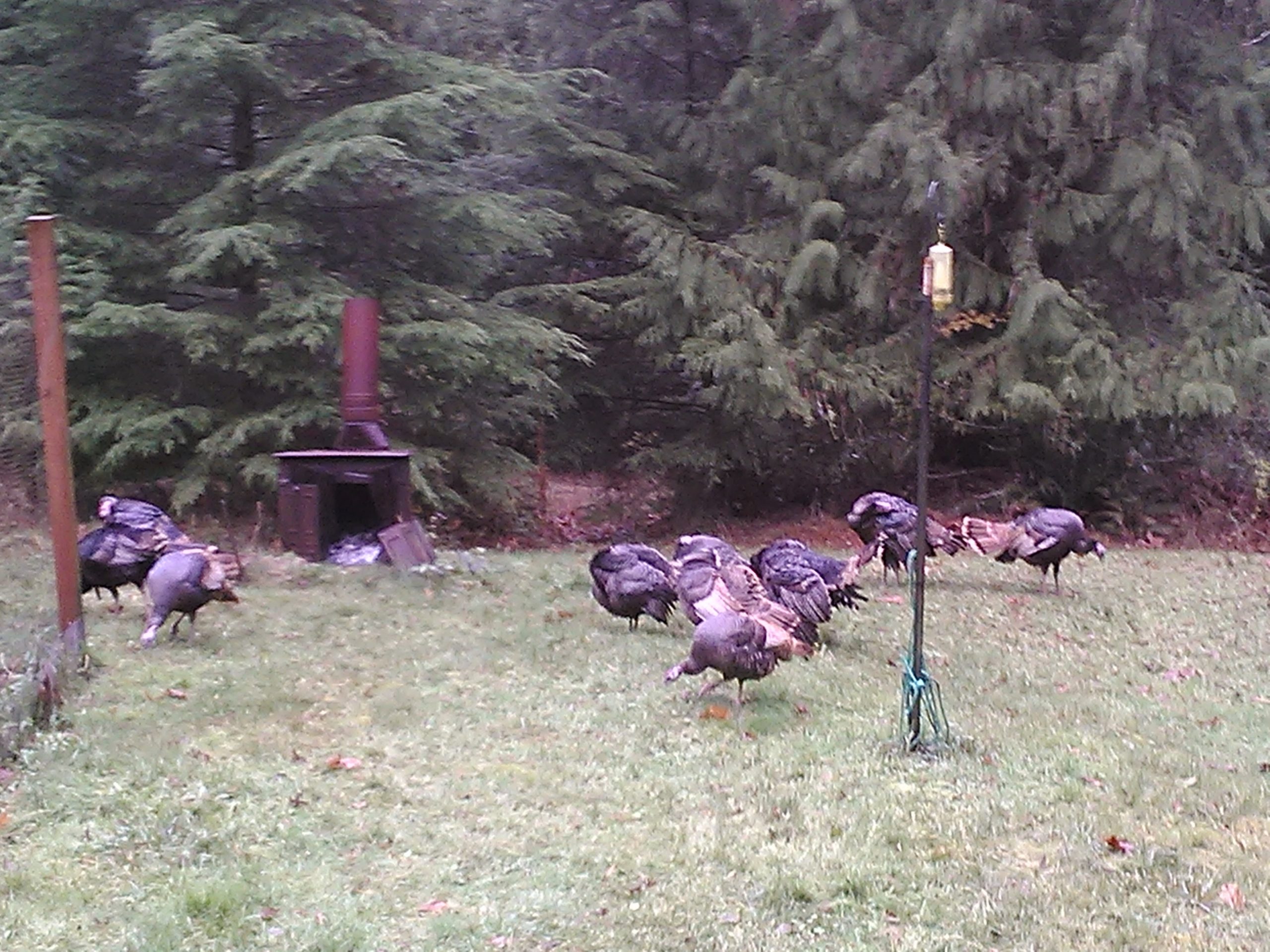 George And Barbara, A Couple Of Real Turkeys