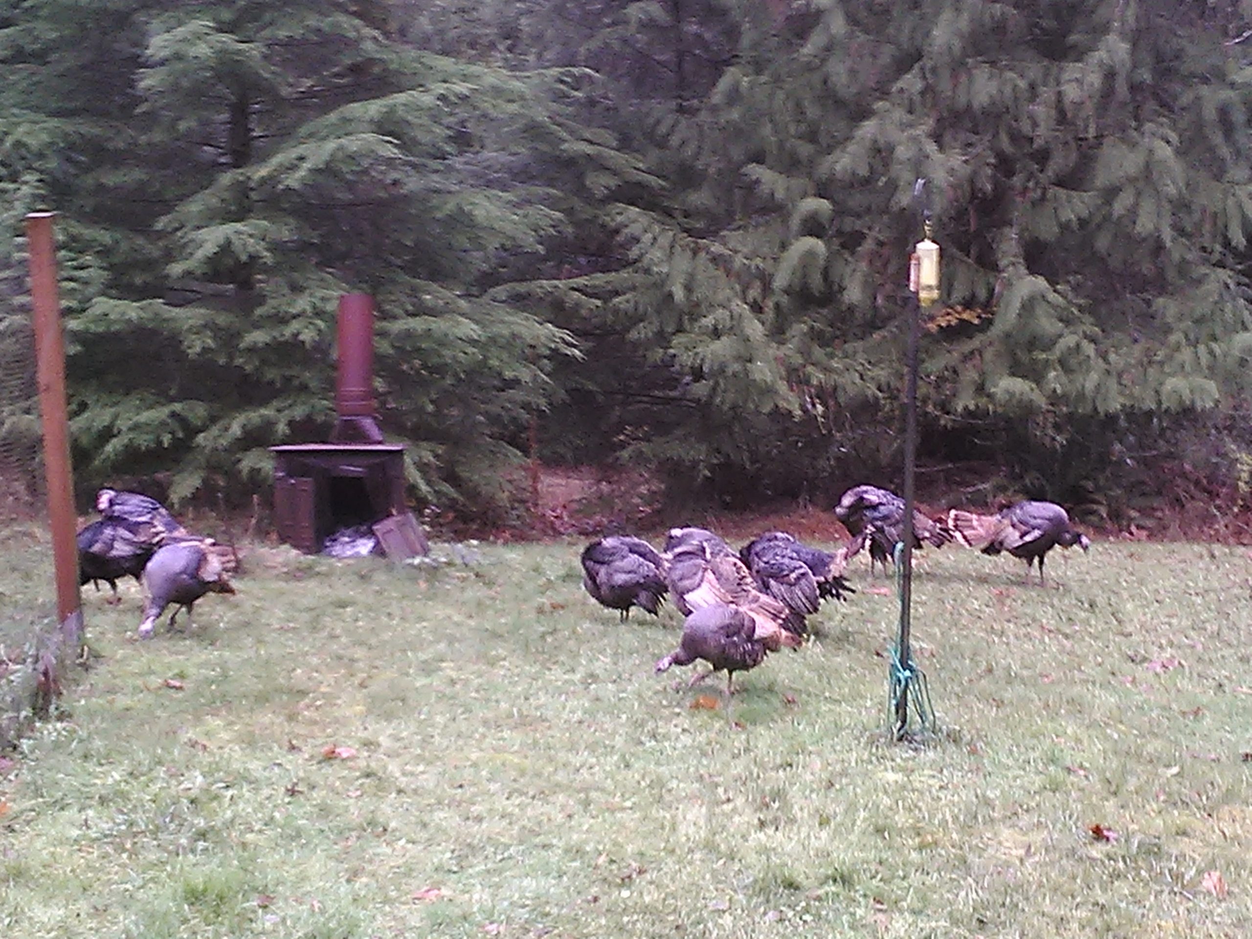 George And Barbara, A Couple Of Real Turkeys